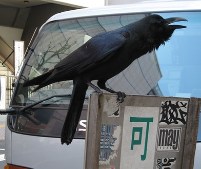 Cuervo en Japón