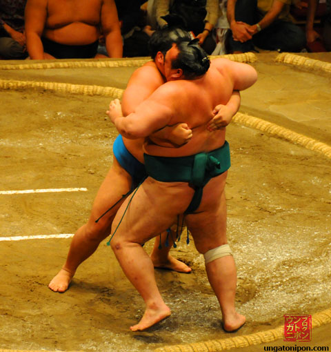 Luchadores de Sumo pellizcando