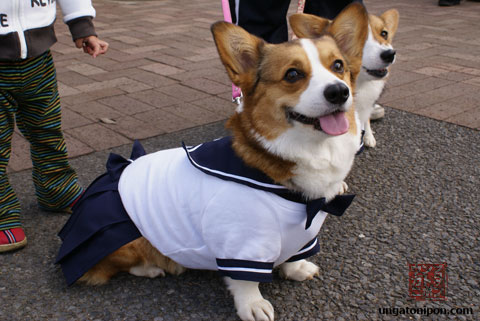 Perros vestidos de colegialas