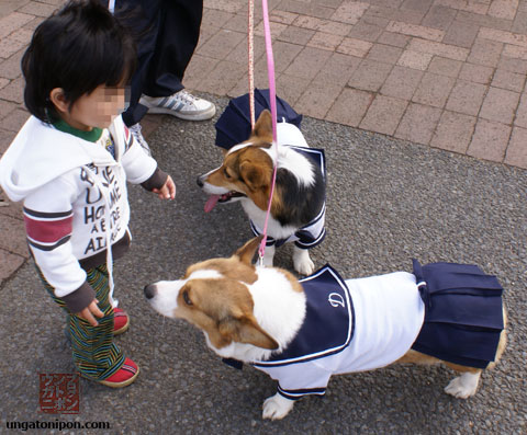 Perros vestidos de colegialas