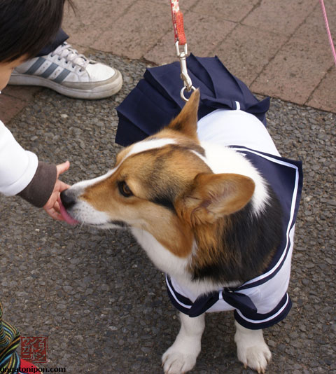 Perros vestidos de colegiala