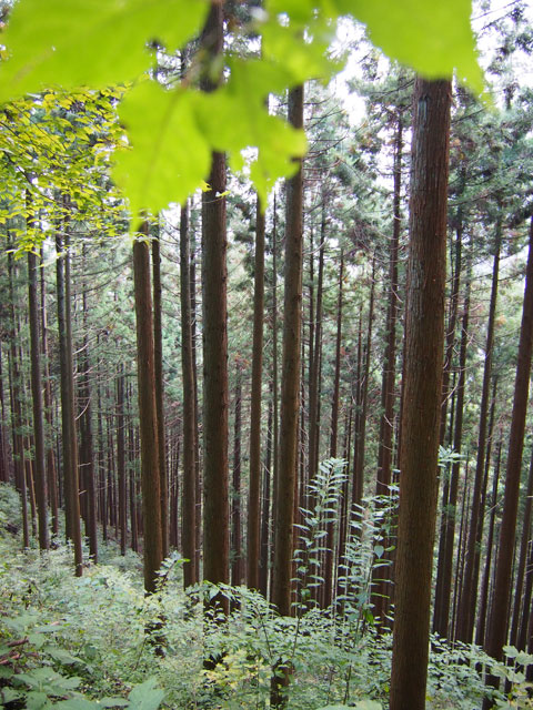 Caminata por el Monte Mitake