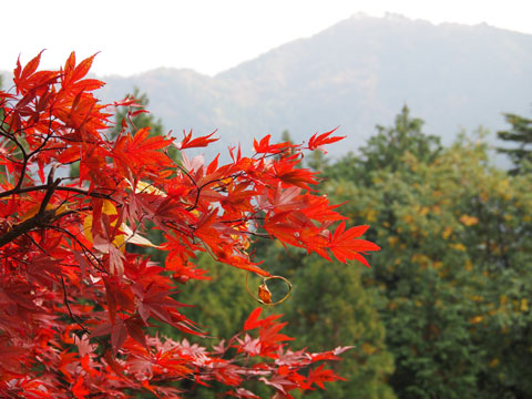 Hojas de Momiji