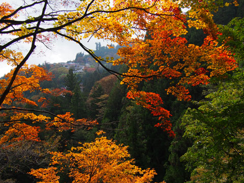 Momiji