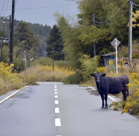 Vaca abandonada en Tomioka