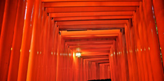 Toriis de Fushimi Inari