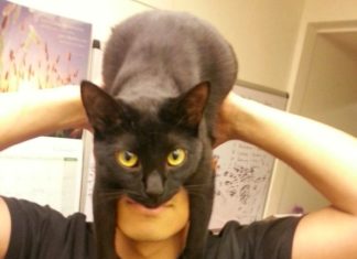 Poniéndose un gato por sombrero: Neko wo kaburu