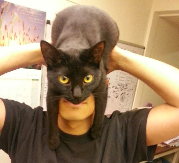 Poniéndose un gato por sombrero: Neko wo kaburu